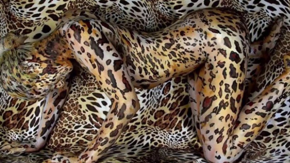 Фаленопсис Голден леопард