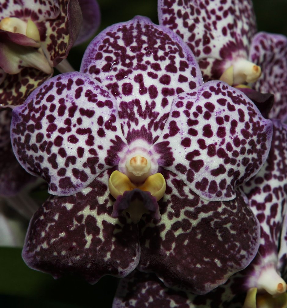 Орхидея Ванда бордовая