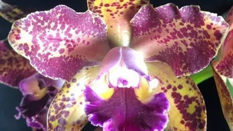 Phalaenopsis i-Hsin spot Leopard 'Coral'