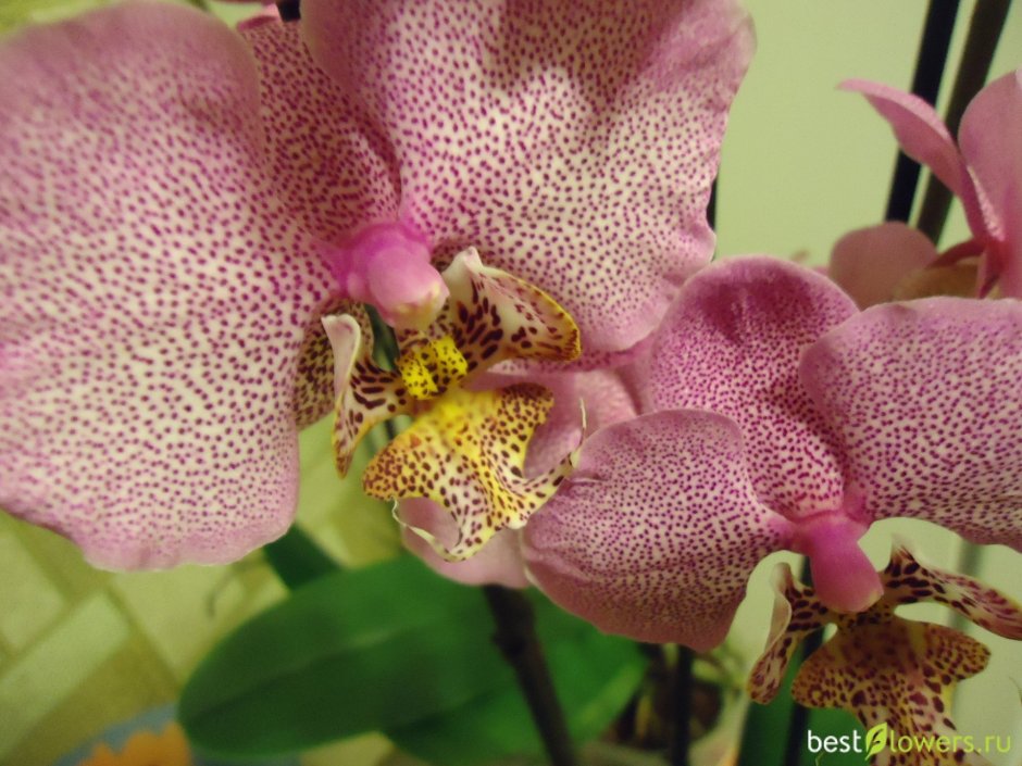 Леопард орхидея