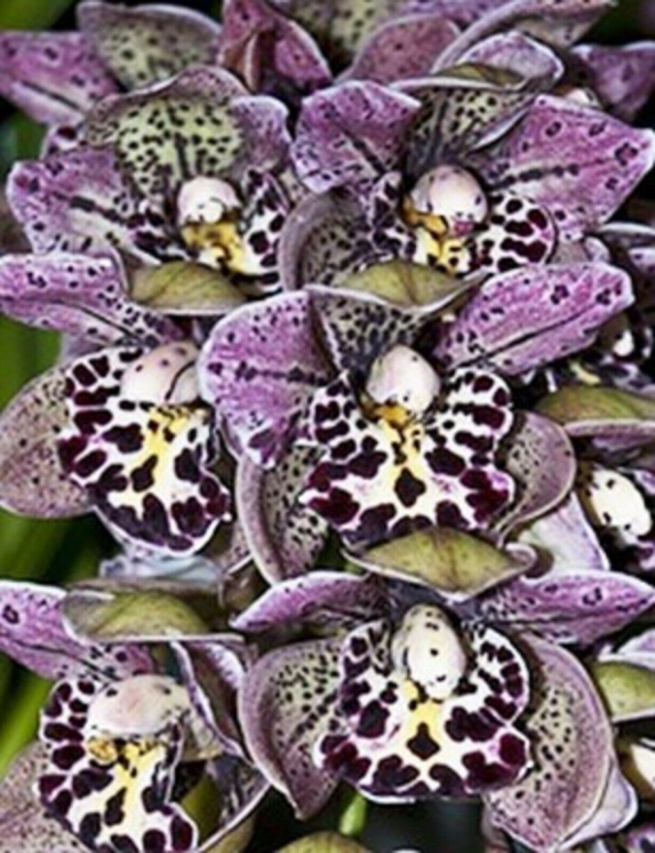 Unique Black Cymbidium Faberi