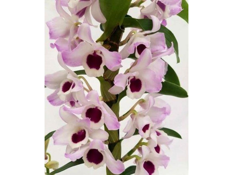 Орхидея Дендробиум Нобиле Коконат