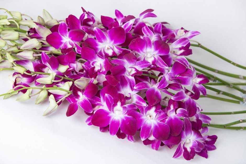 Орхидея Дендробиум (Dendrobium)