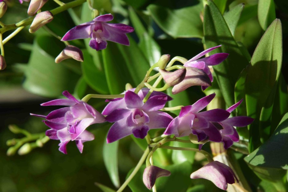 Дендробиум Кинга Dendrobium kingianum