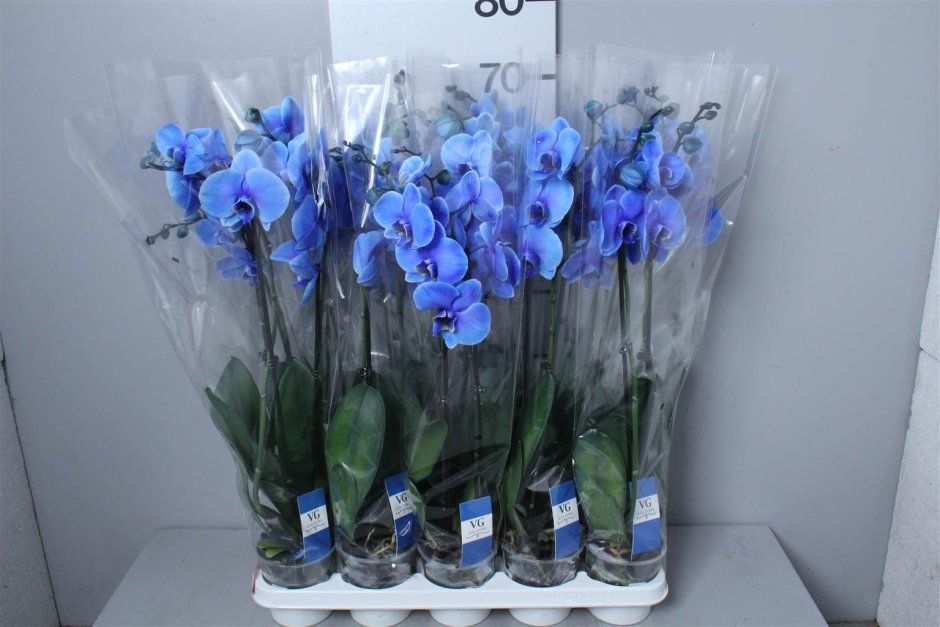 Синие орхидеи в вазе