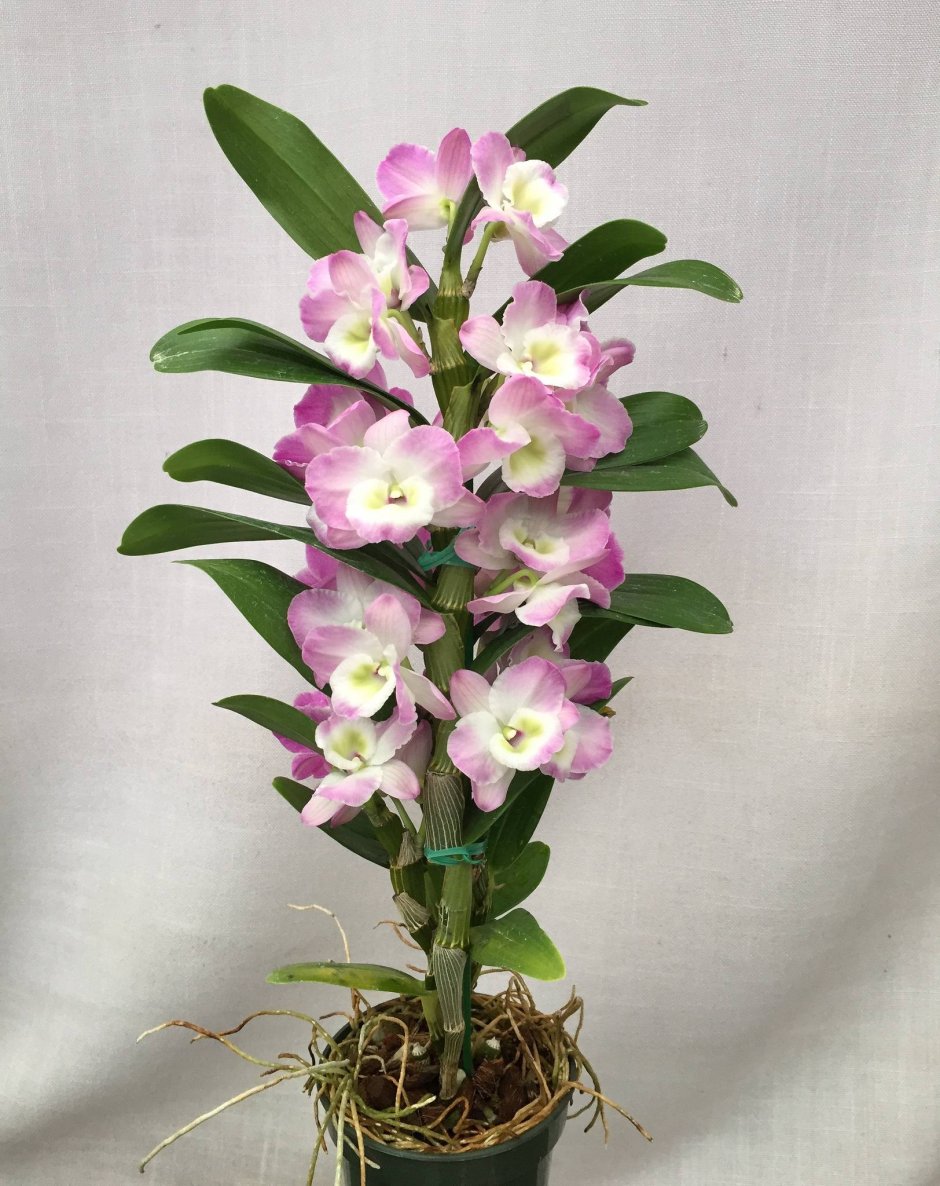 Букет из орхидей и лизиантуса