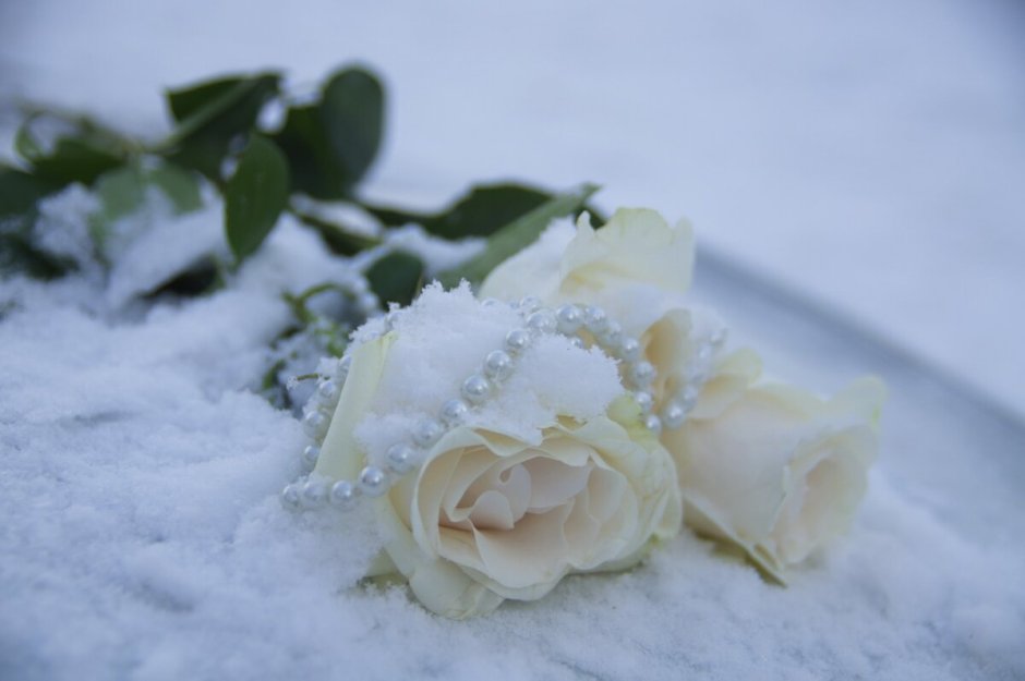 Белые розы зимой