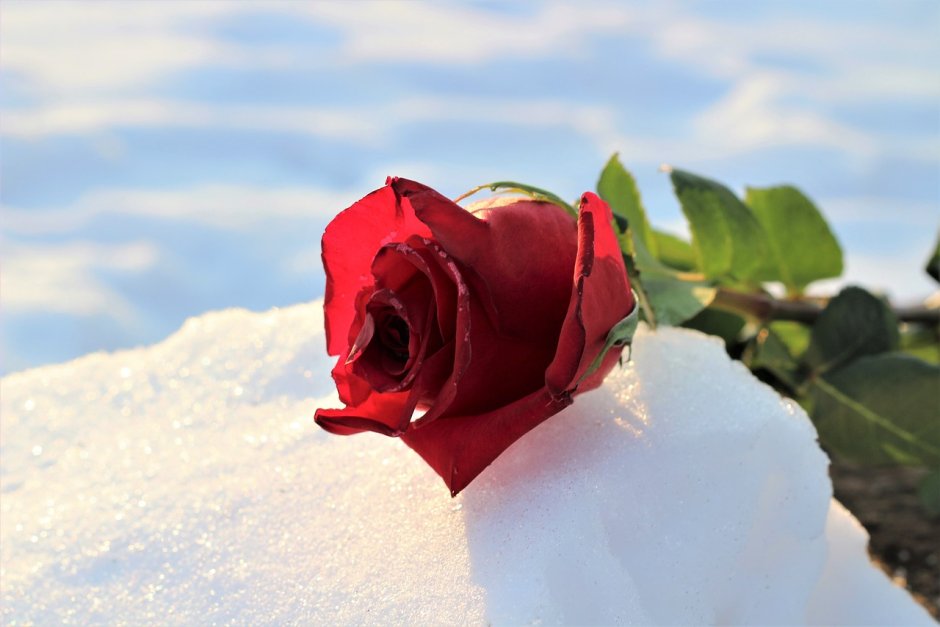 Букет красных роз на снегу