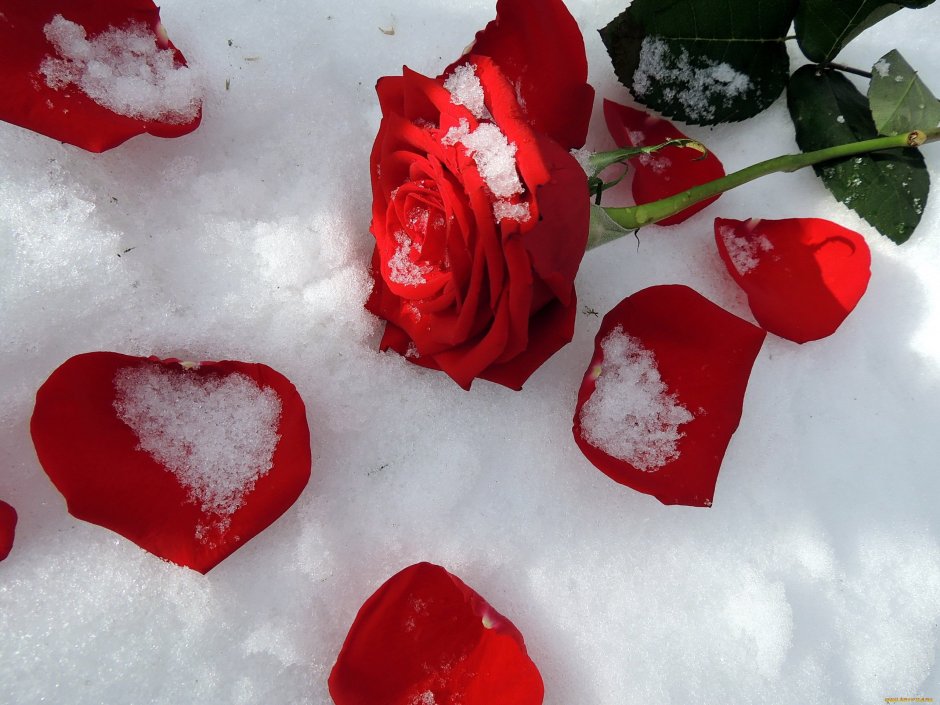 Букет роз на снегу