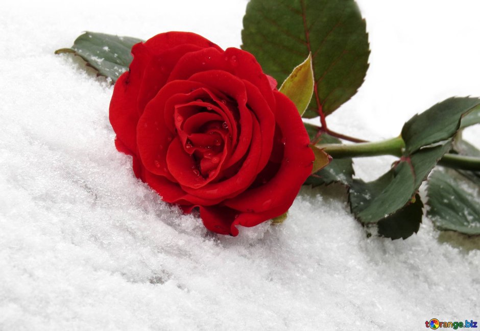 Красные цветы на снегу