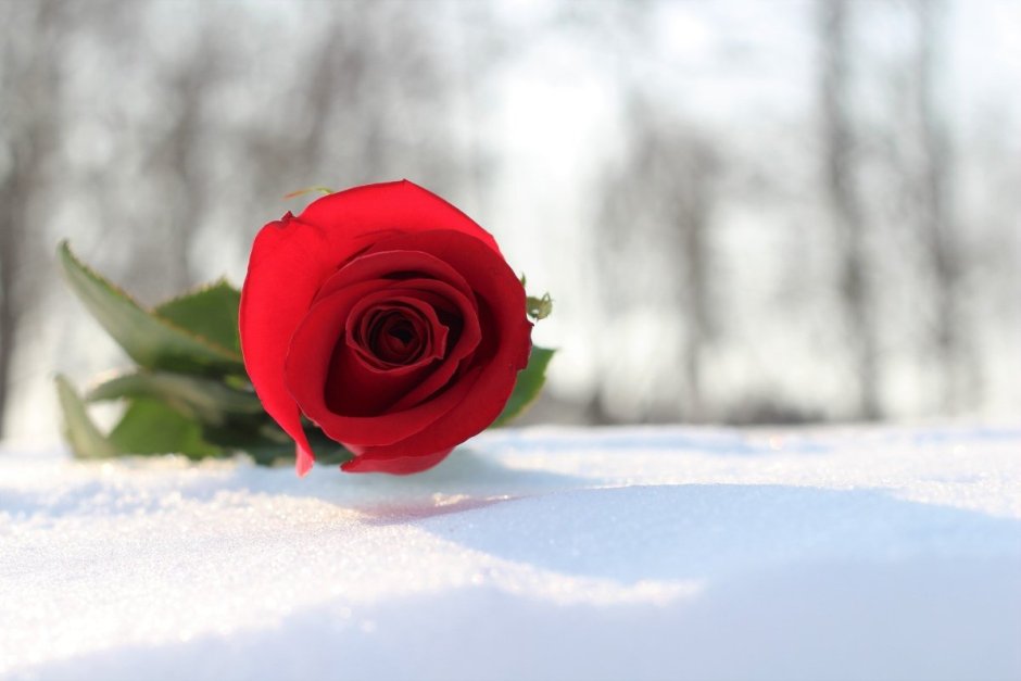 Алая роза на снегу