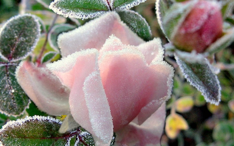 Снег на розах