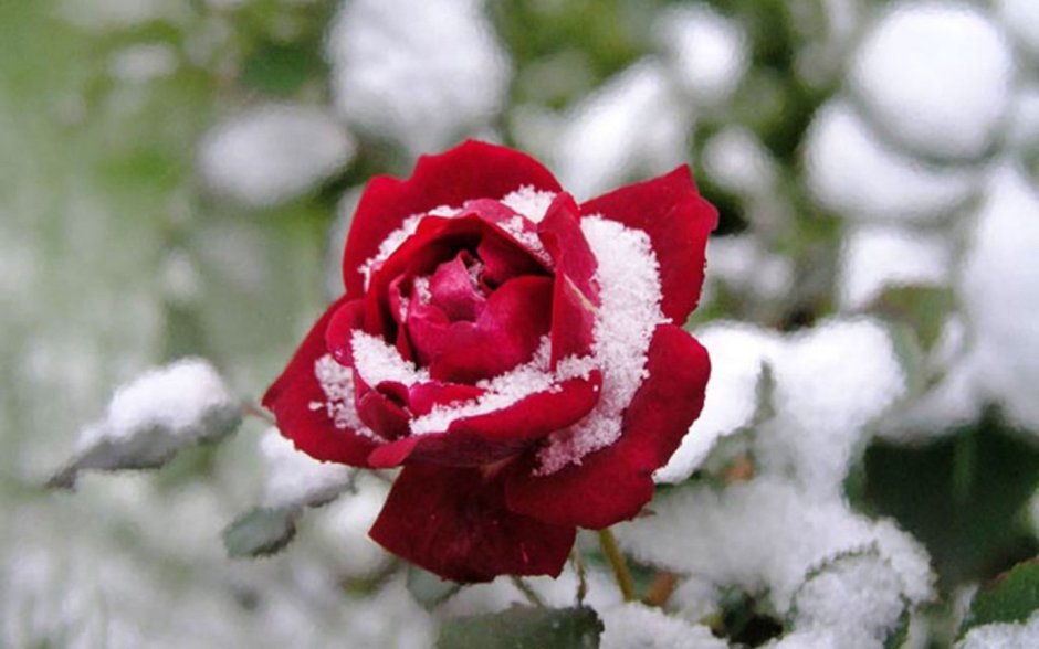 Красные розы зима