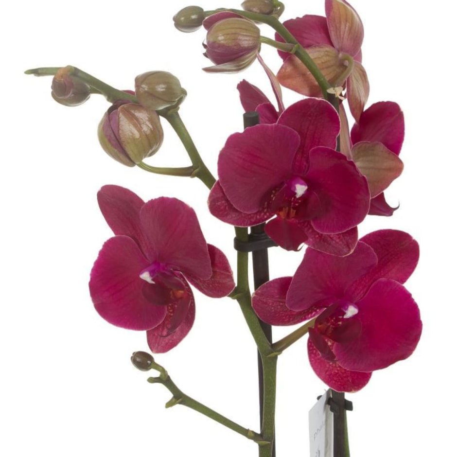 Монтрю Орхидея фото