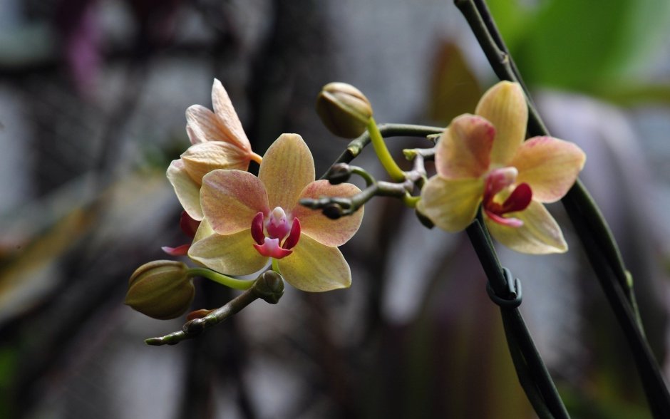 Орхидея вилд Пинк