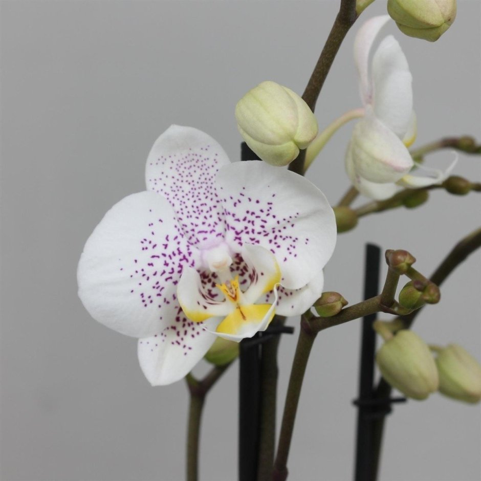 Орхидея фаленопсис МОНТРЕКС