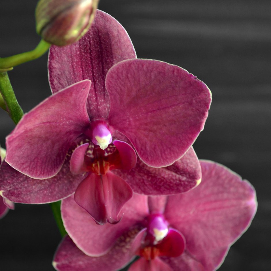 Орхидея монтре