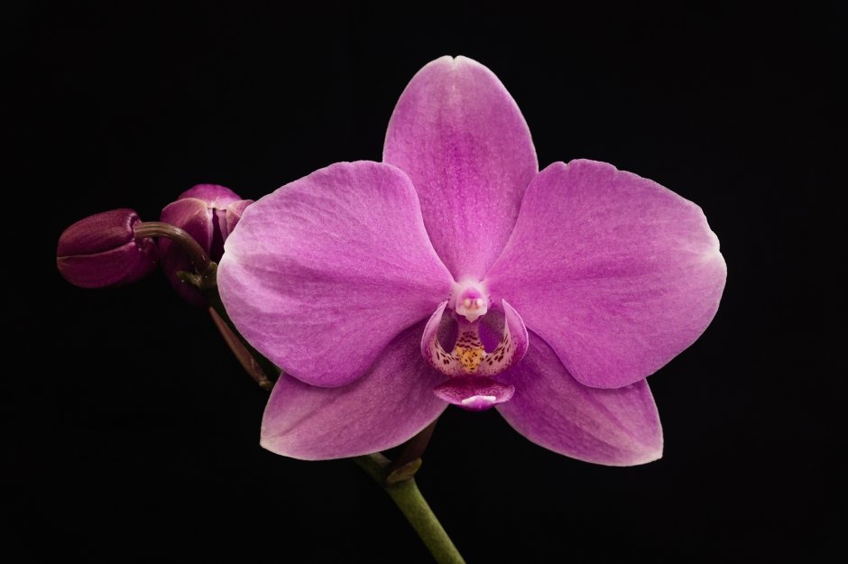 Осло Орхидея фаленопсис