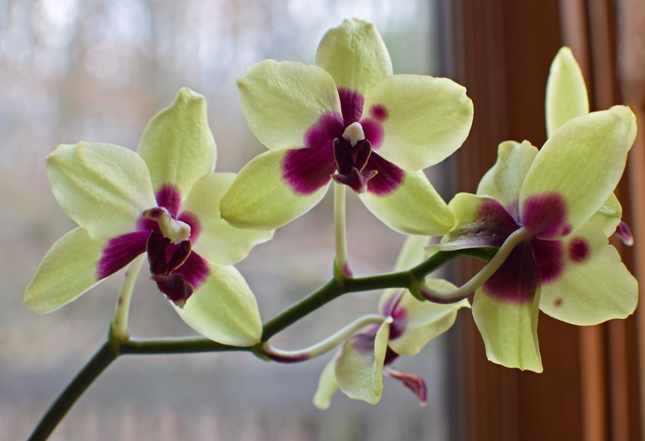 Орхидея Phalaenopsis Джиллиан