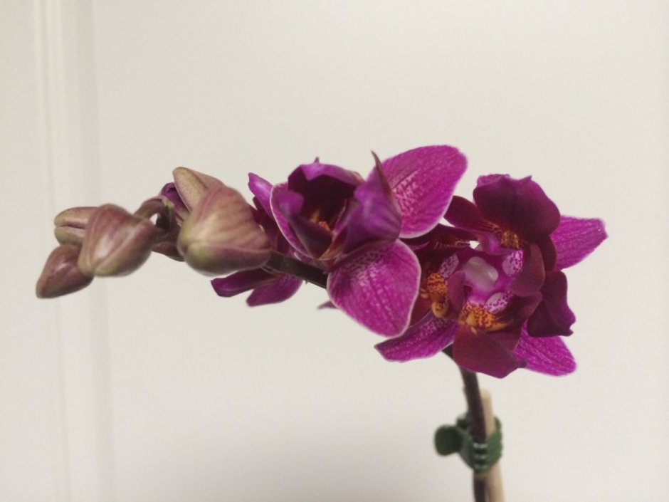 Орхидея Монтре пелорик