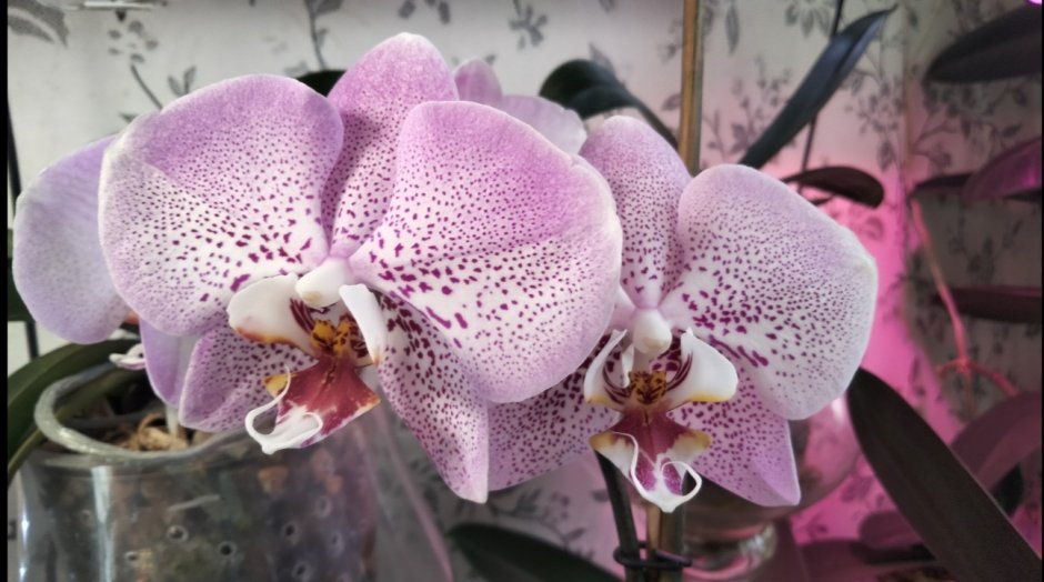 Пеноплекс для орхидей