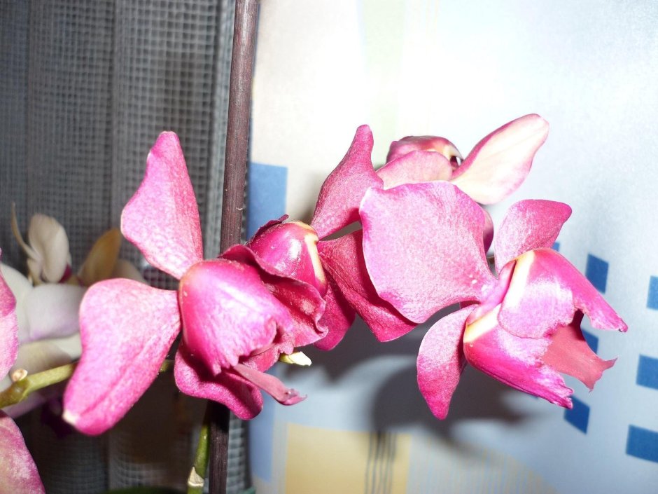 Орхидея Cattleya dowiana