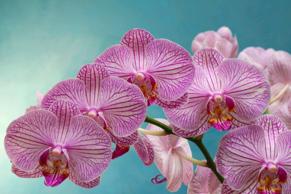 Романион Орхидея