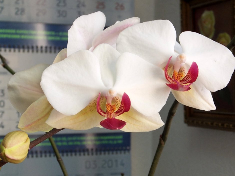 Орхидея Phalaenopsis pandora