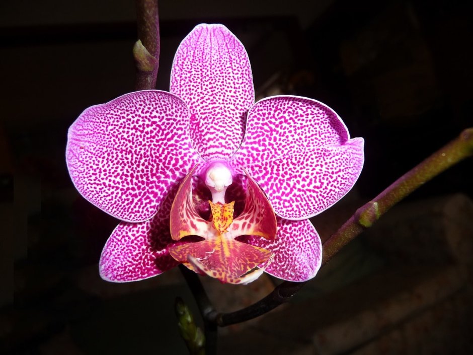 Орхидея модесто