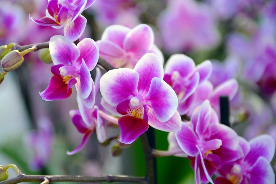 Blossom Орхидея