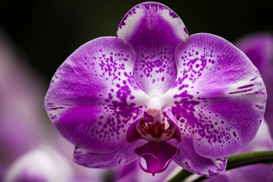 Орхидея фаленопсис Violet