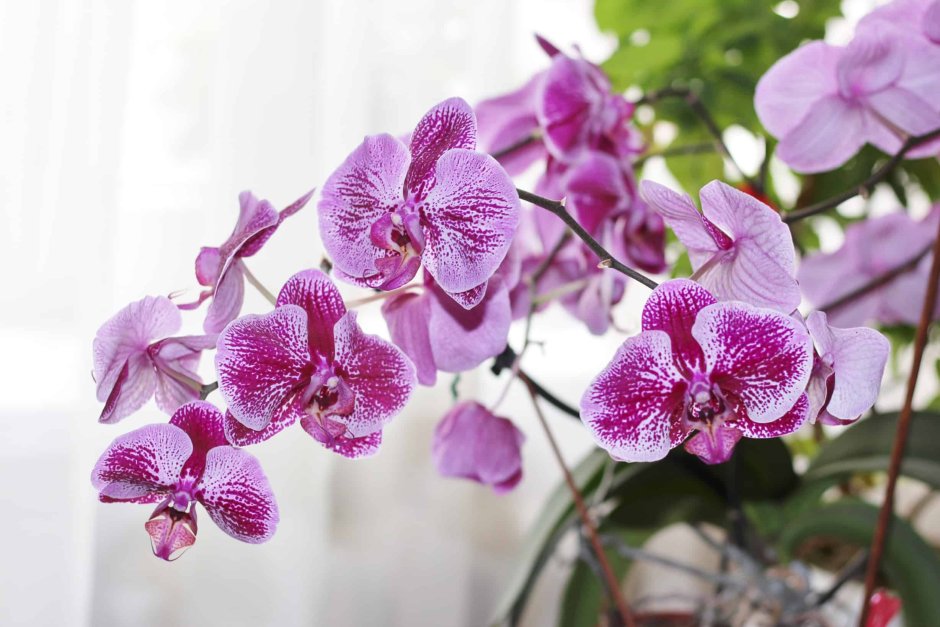 Орхидея фаленопсис Mirach