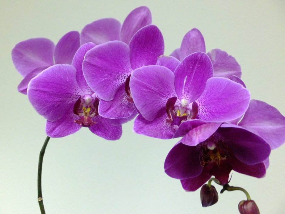 Орхидея ambiance Phalaenopsis