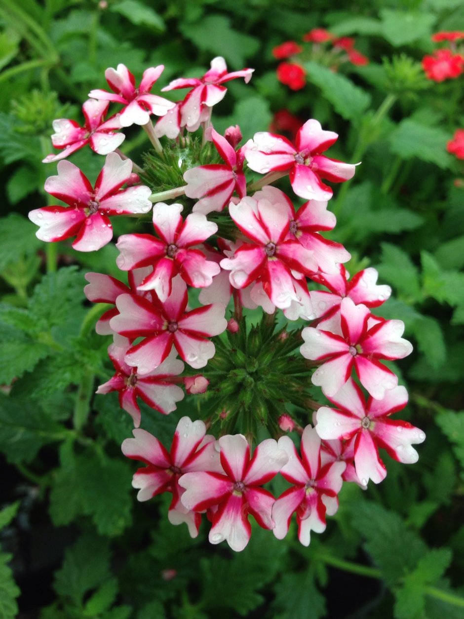 Вербена Verbena Tropical Breeze Red and White