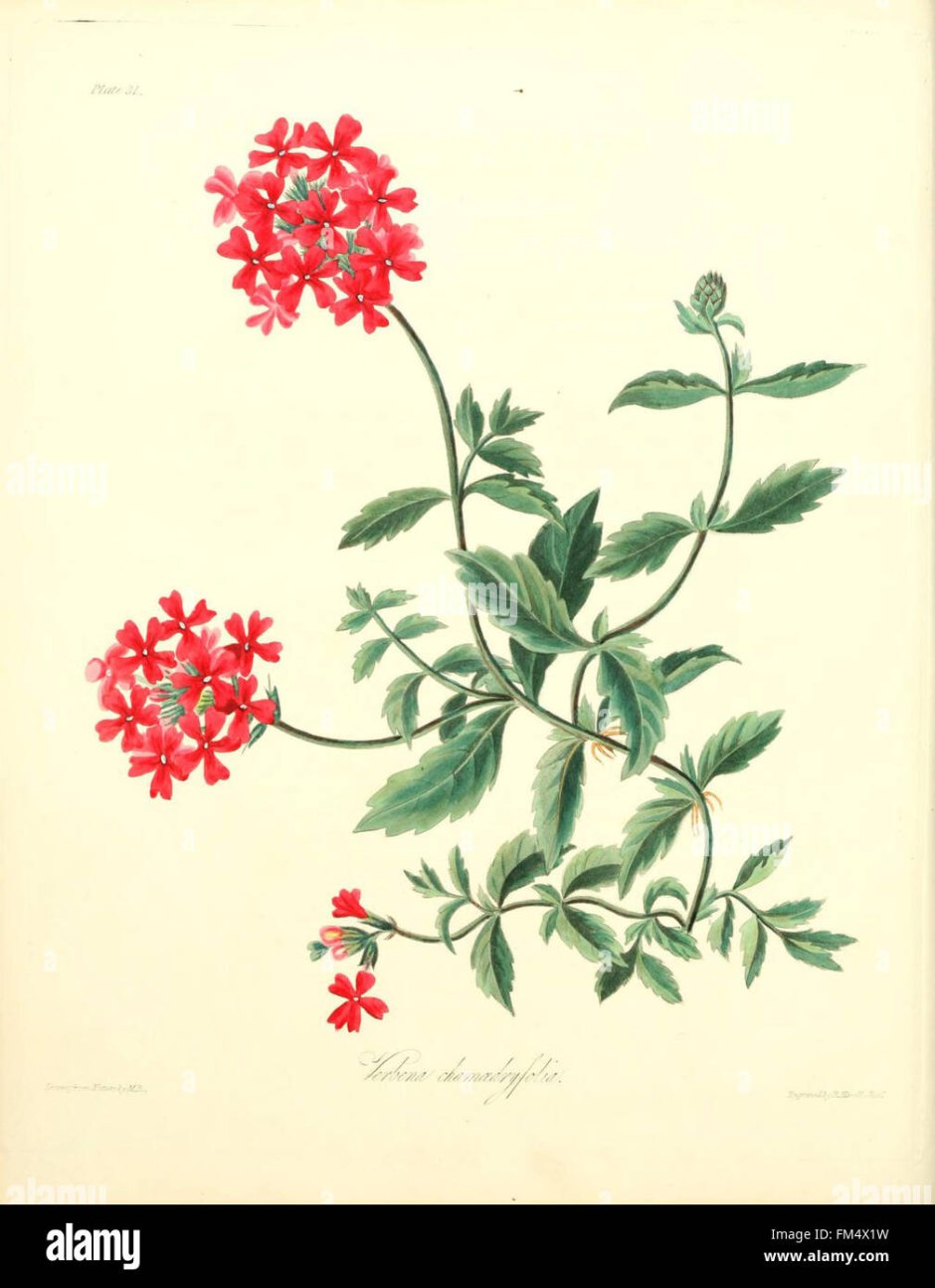 Вербена Ботаническая иллюстрация