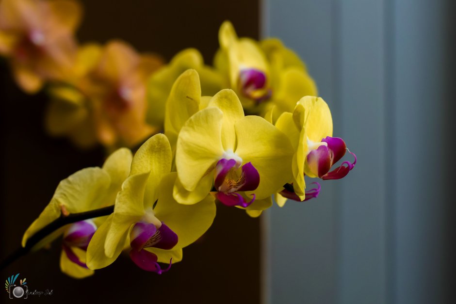 Фаленопсис Canary Орхидея
