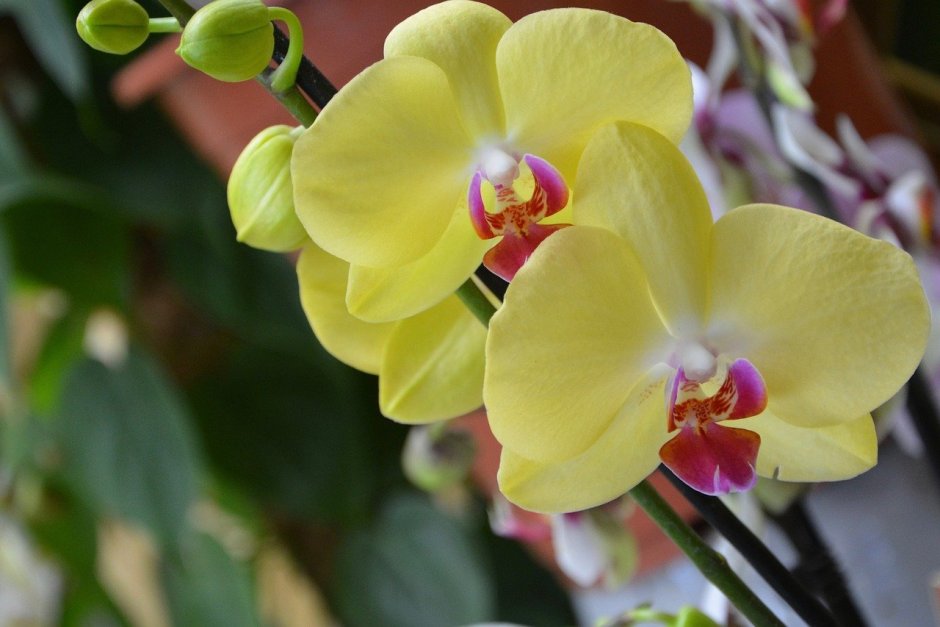 Жёлтая Орхидея фаленопсис