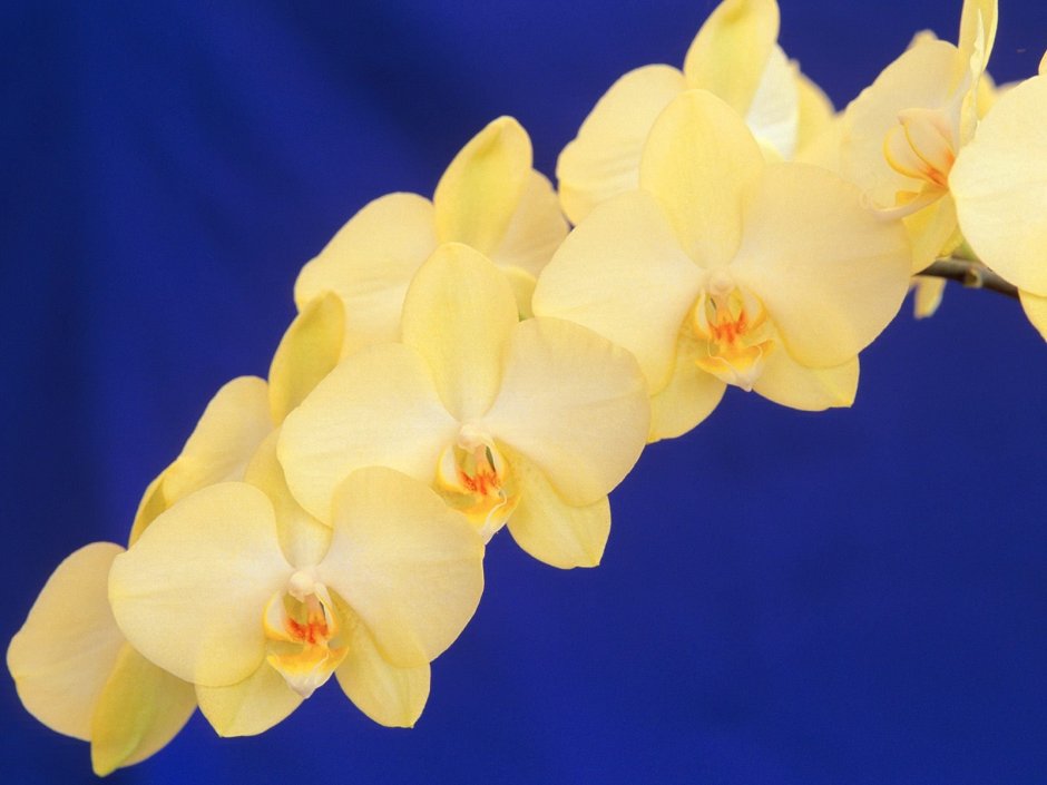 Орхидеи фаленопсис желтого цвета