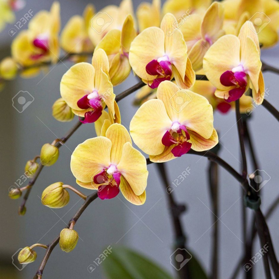Как развивается бутон желтой орхидеи фаленопсис