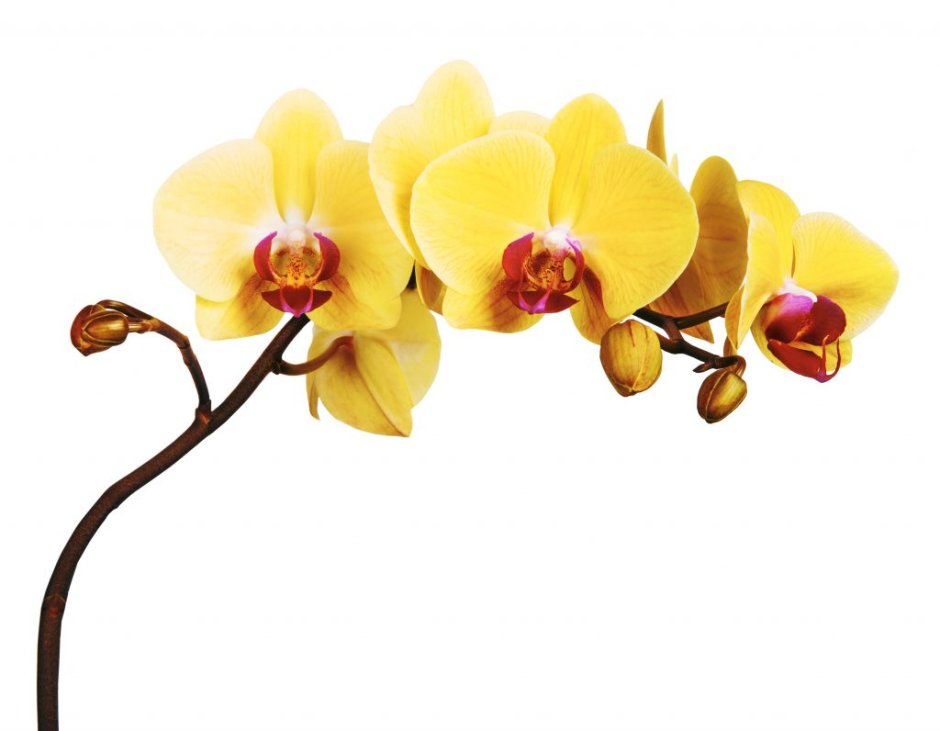 Желтая Орхидея