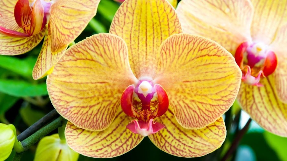 Орхидея фаленопсис желтая венозная