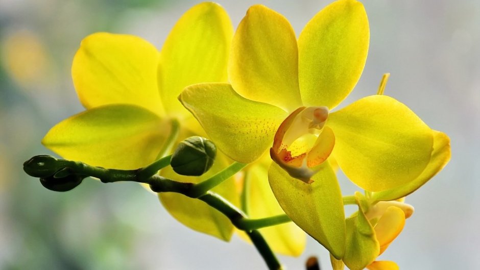 Орхидея Yellow boy
