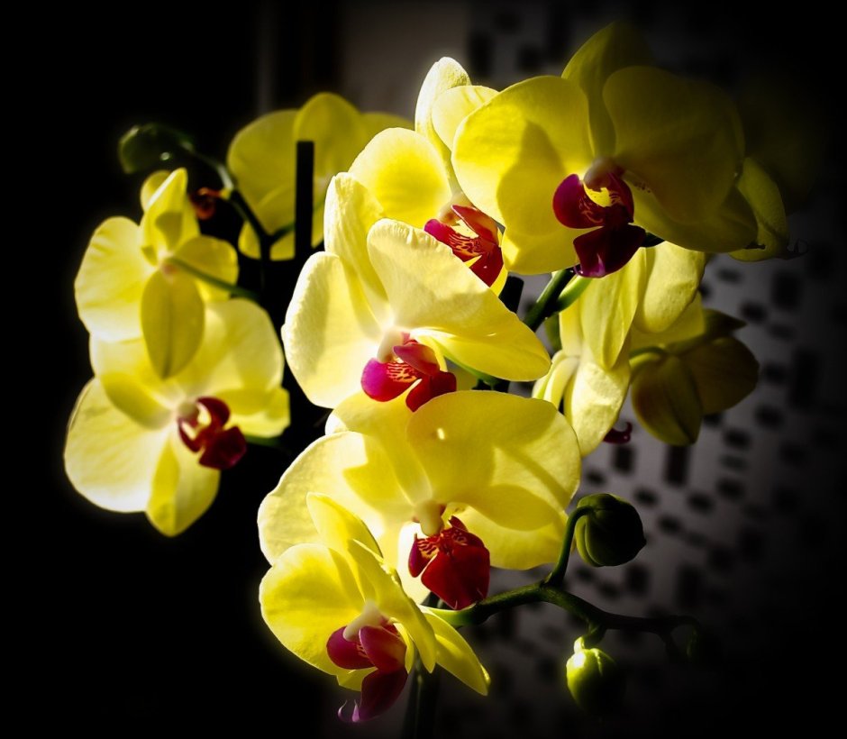 Фаленопсис Limelight Yellow
