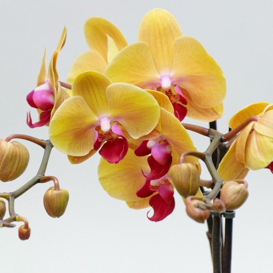 Орхидея v8