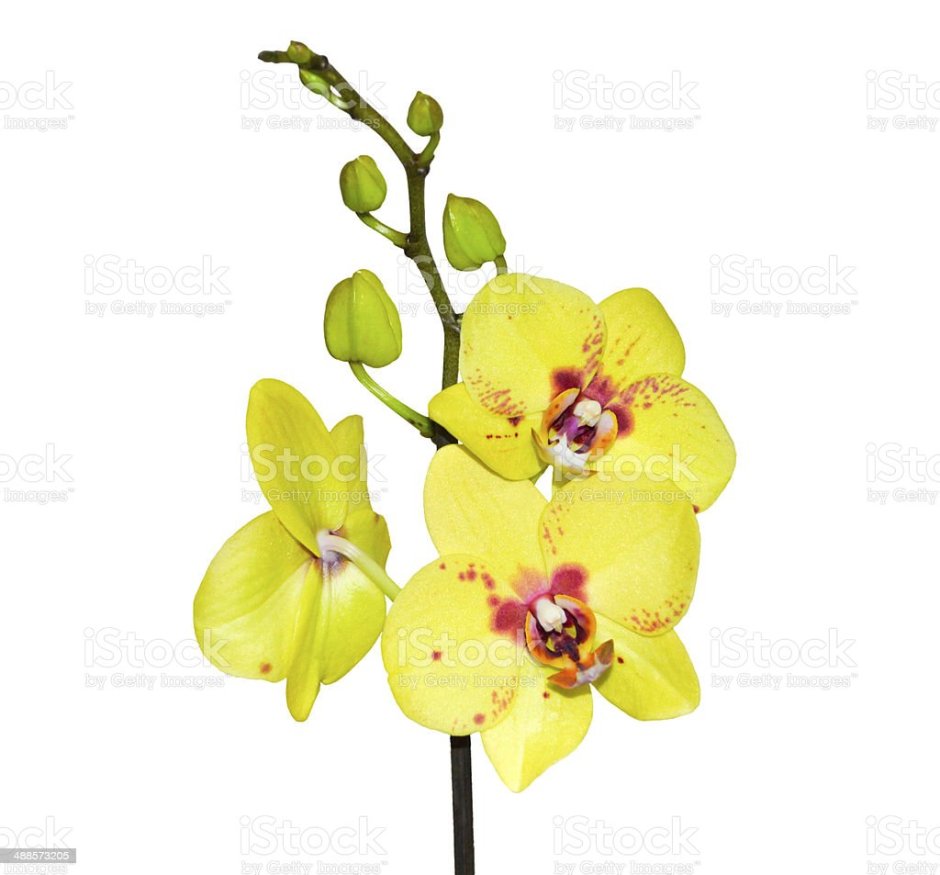 Орхидея фаленопсис Еллоу