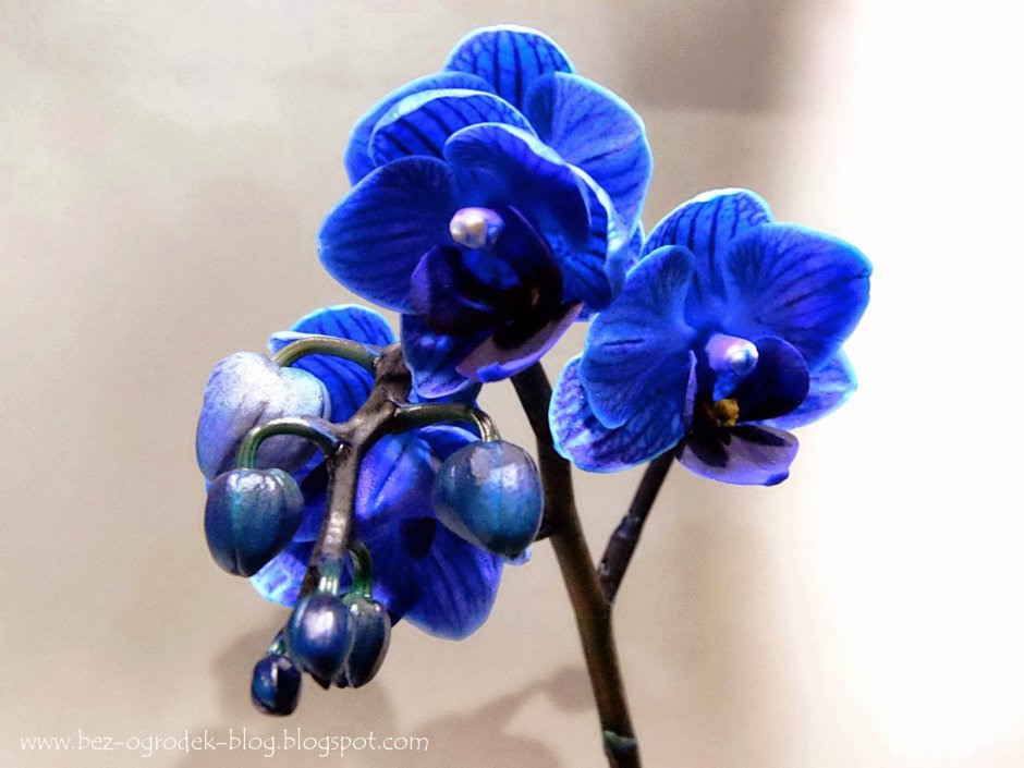Комнатные синие орхидеи