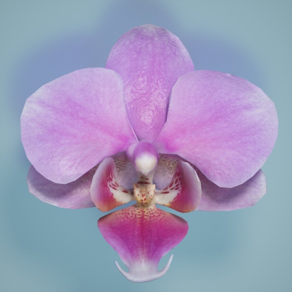 Орхид модель