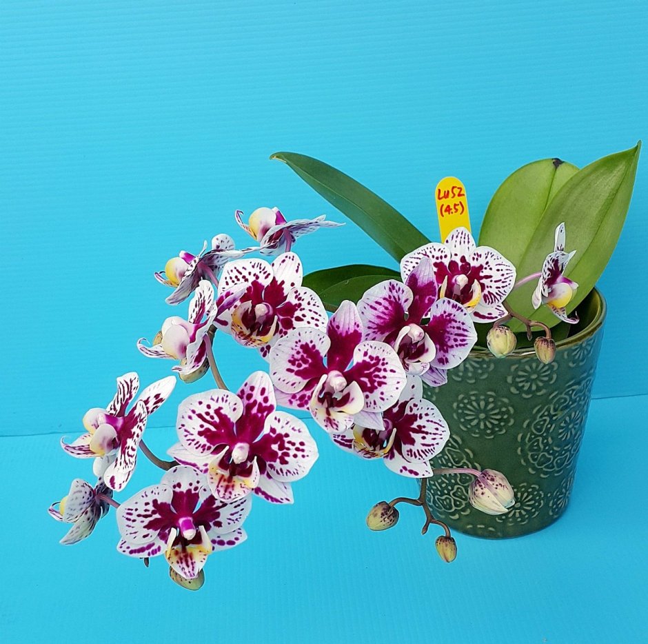 Саншайн Орхидея фаленопсис