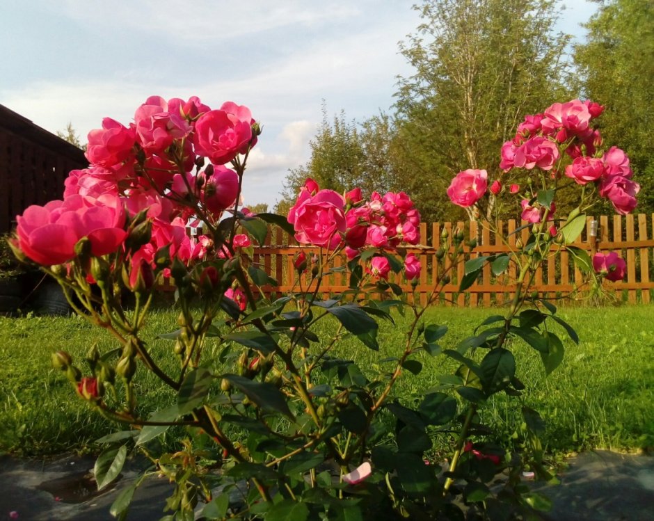 Роза Анжела в саду