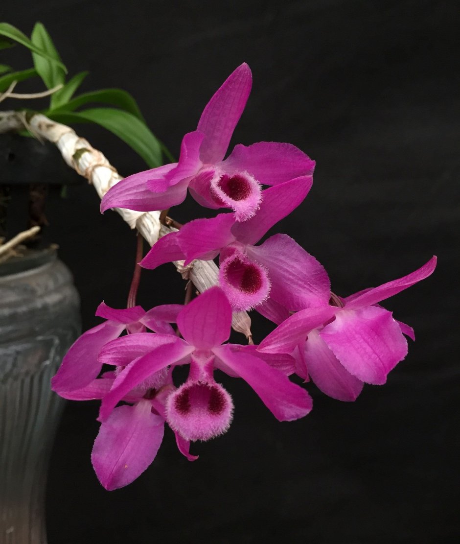 Dendrobium parishii